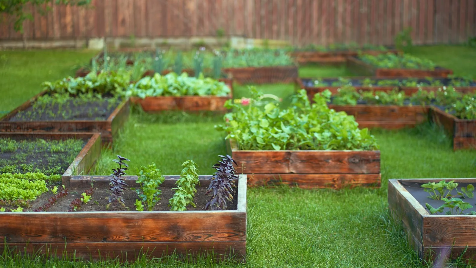 Lush raised garden beds filled with vegetables