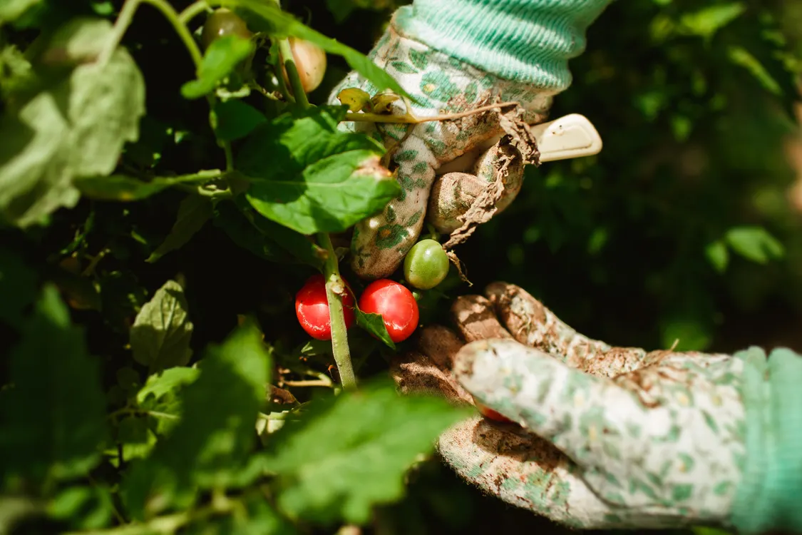 A gardener gathering ripe tomatoes