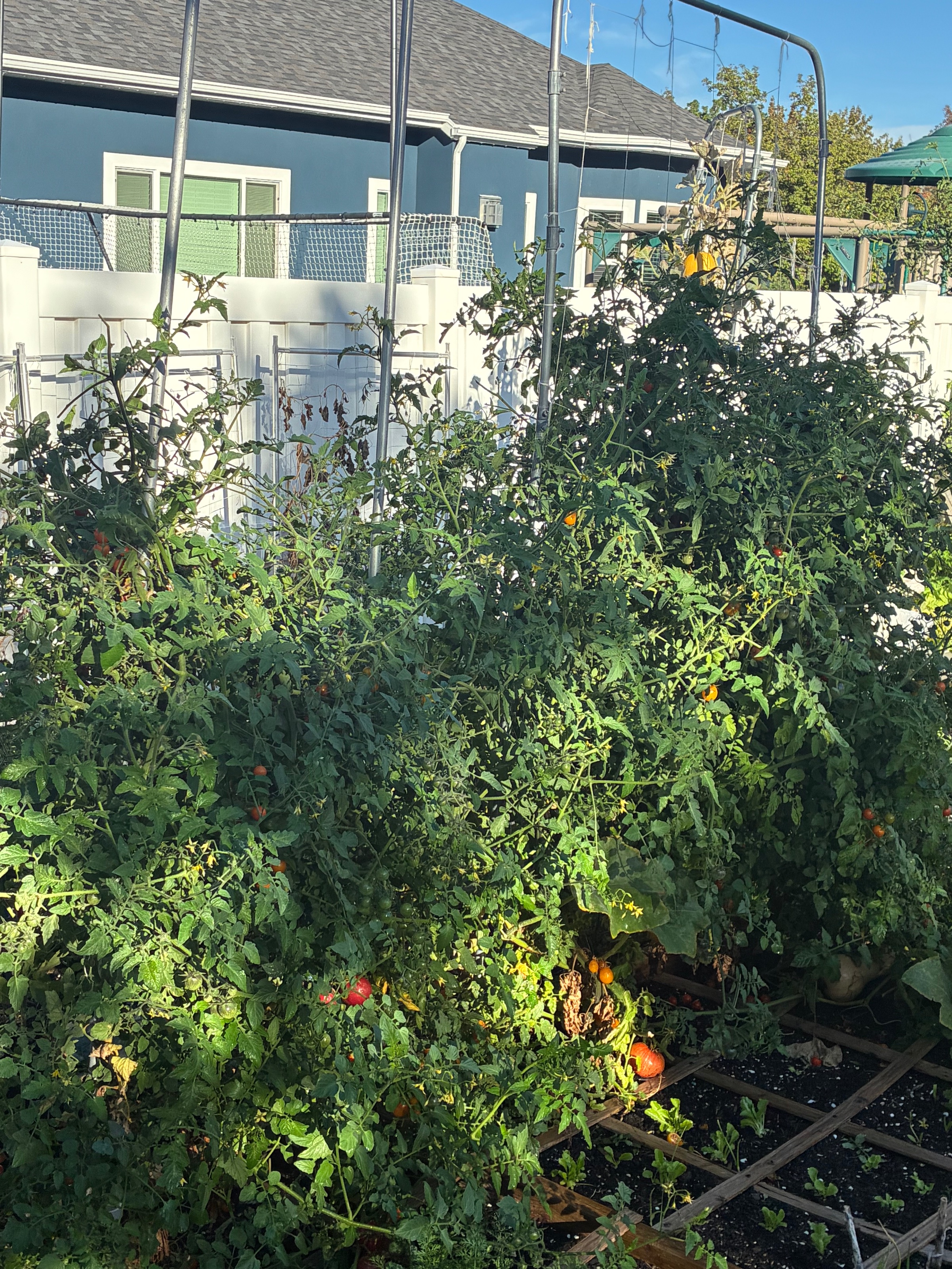 Dense tomato plants forming a wall of green vines and fruit