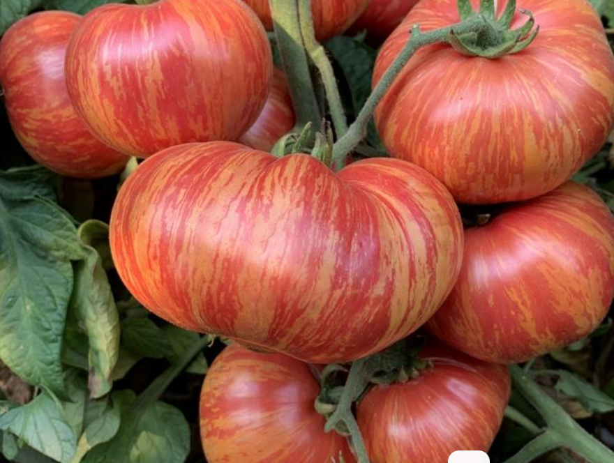 A harvest of colorful MIGardener heirloom tomatoes